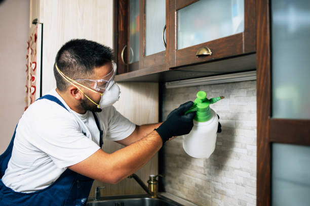 Best Wasp Removal Services  in Berea, OH