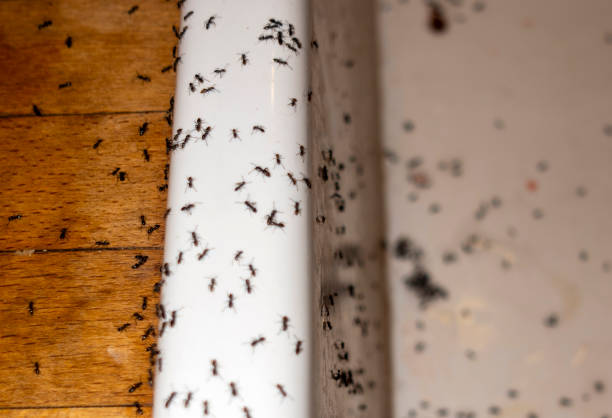 Best Pest Removal Services  in Berea, OH